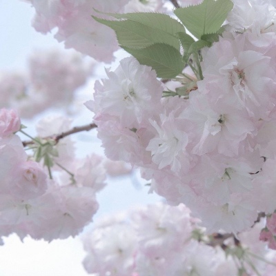 Furry二次元插画创作技巧FurryQQ群